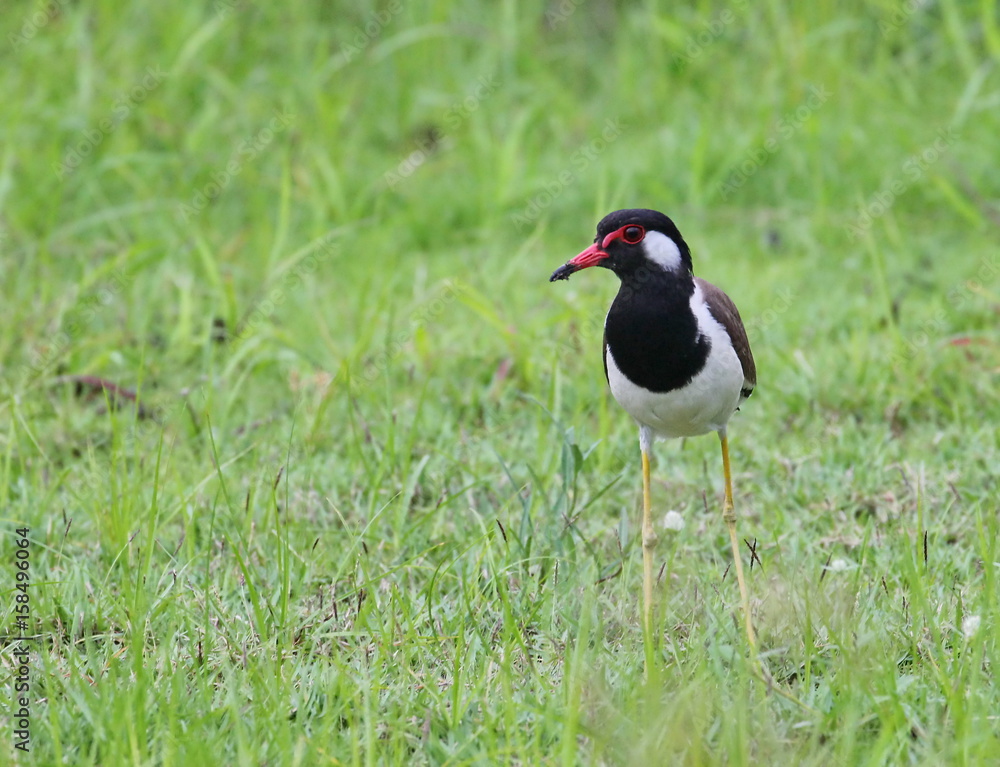 Naklejka premium red-wattled lapwing
