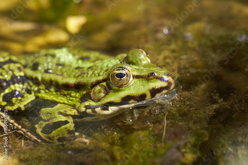 Grass frog