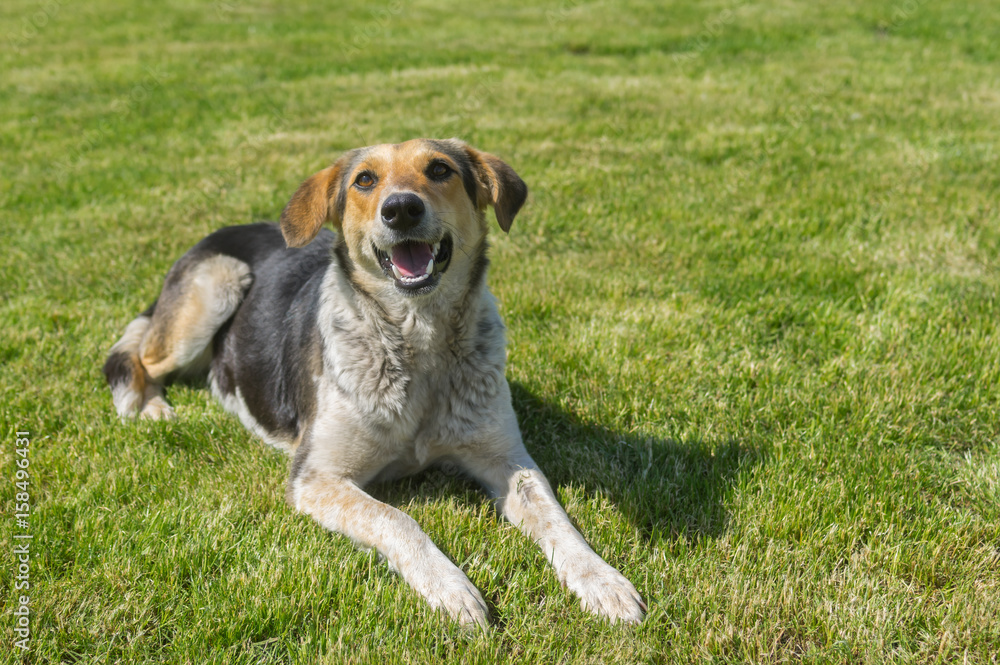 Young mixed breed female dog resting on a cut lawn at spring season Young mixed breed female dog resting on a cut lawn at spring season