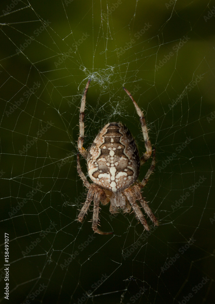 Fat spider Fat spider
