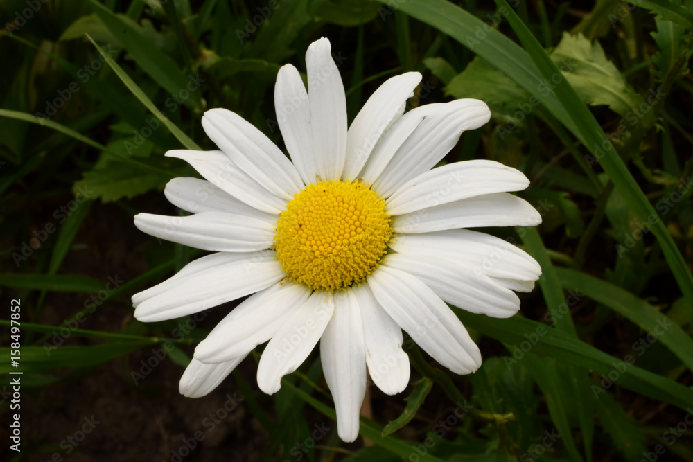 Obraz premium Ромашка, макро