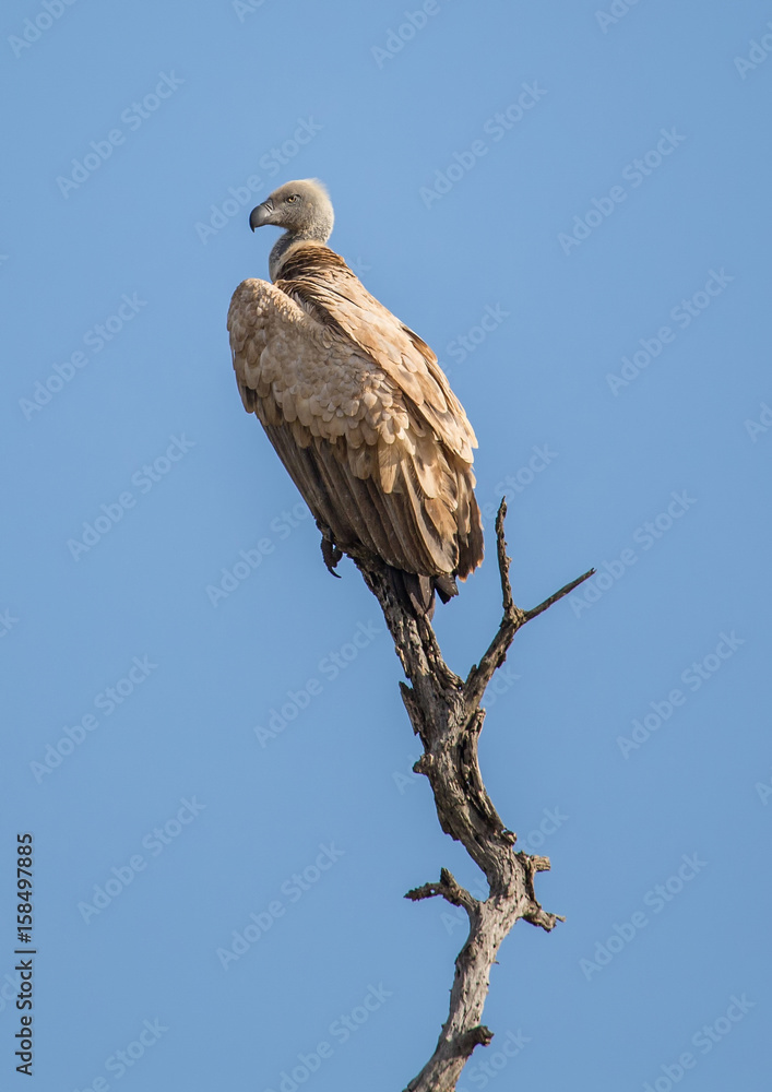 White-backed Vulture at the Kruger National Park, South Africa White-backed Vulture at the Kruger National Park, South Africa