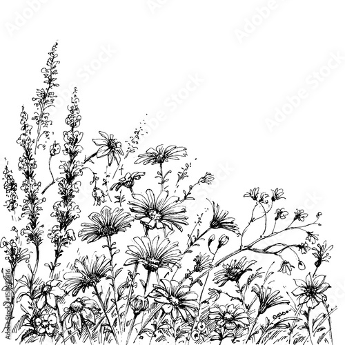 Field flowers sketch