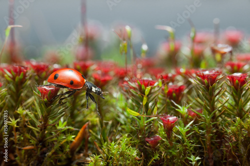 Ladybird get over blossom moss, step one
