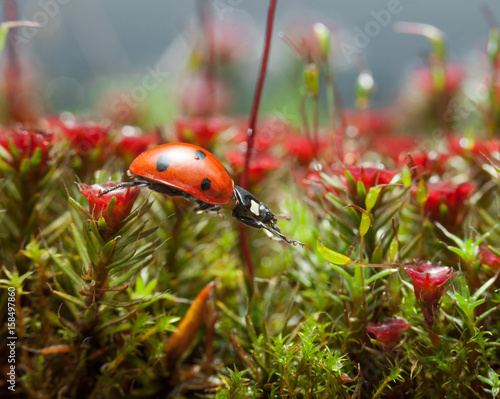 Ladybird get over blossom moss, step two