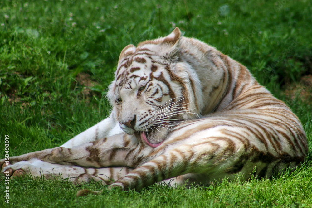 Tigre blanc