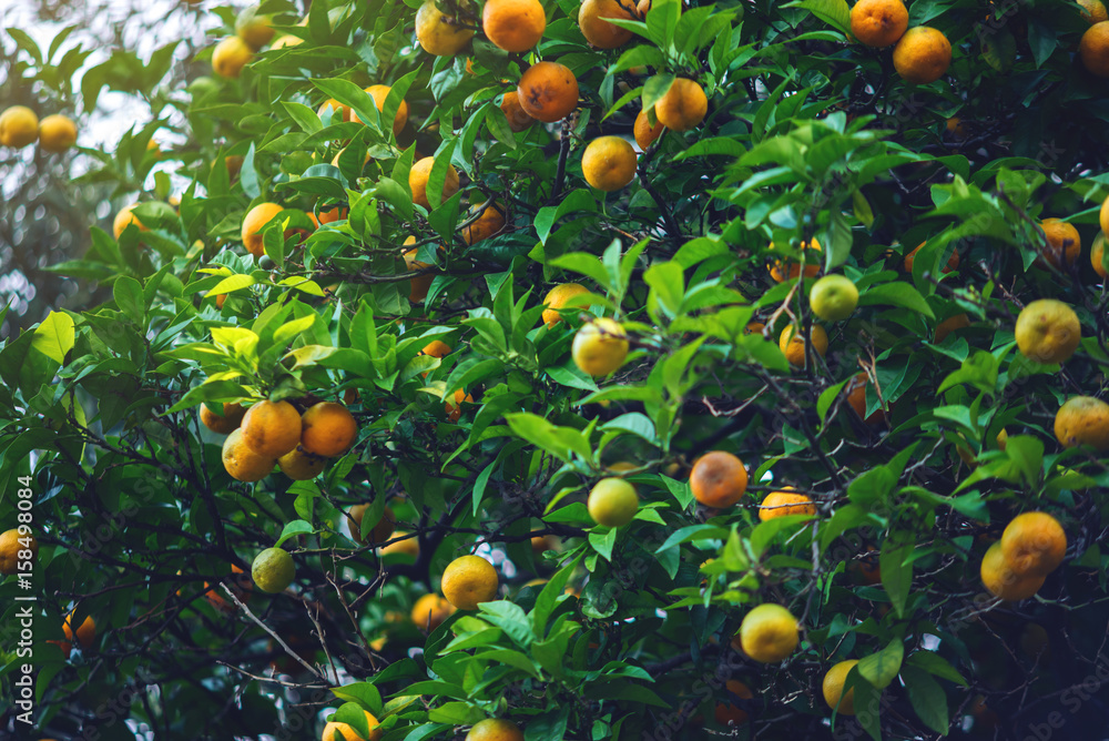 Tangerine tree with green leaves and orange fruits. Natural outdoor food background