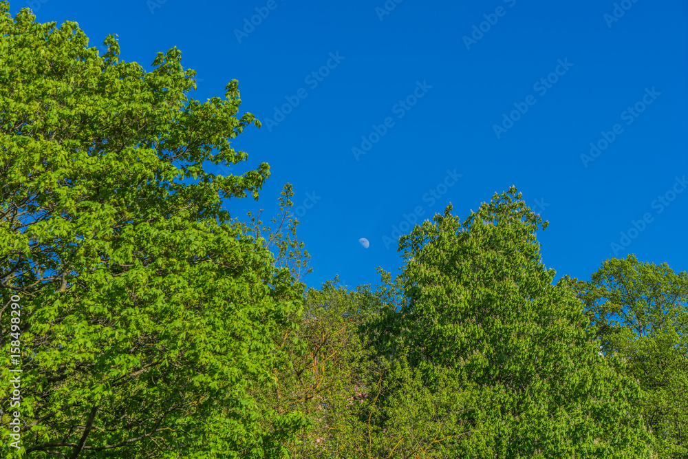 Obraz premium green trees , in summer