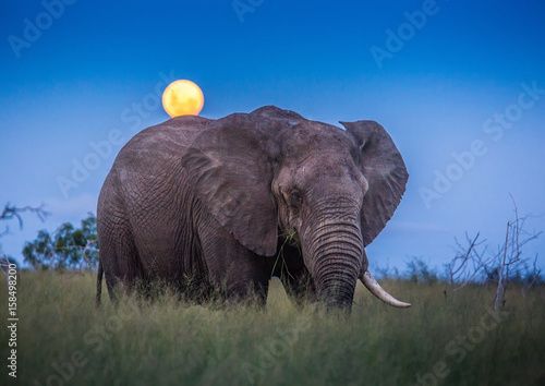 Foto African elephants under full moon at the savvanah at Hlane Royal National Park,
