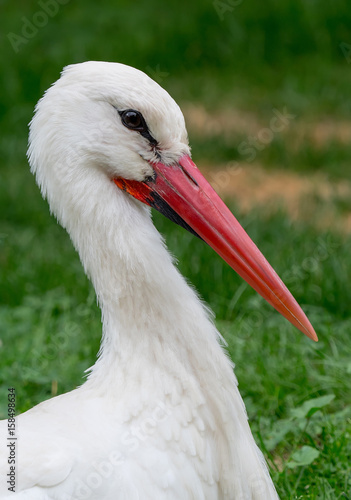 Weissstorch photo