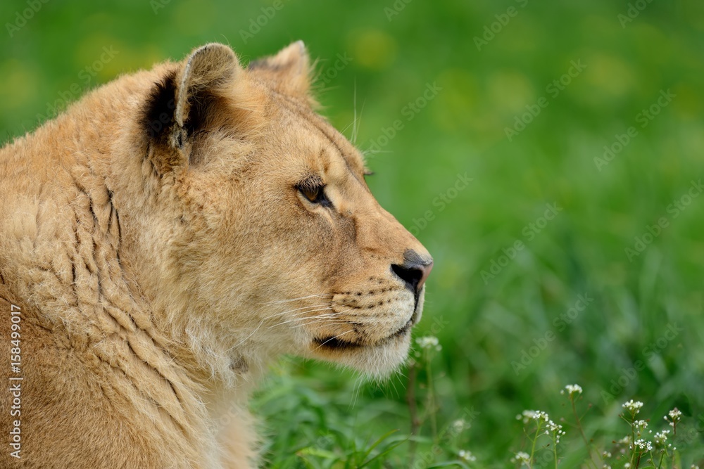 Fototapeta premium Lion in green grass