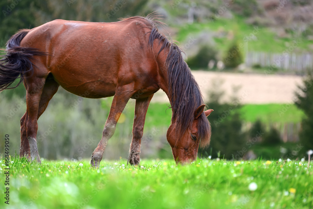 Fototapeta premium Horse on the pasture