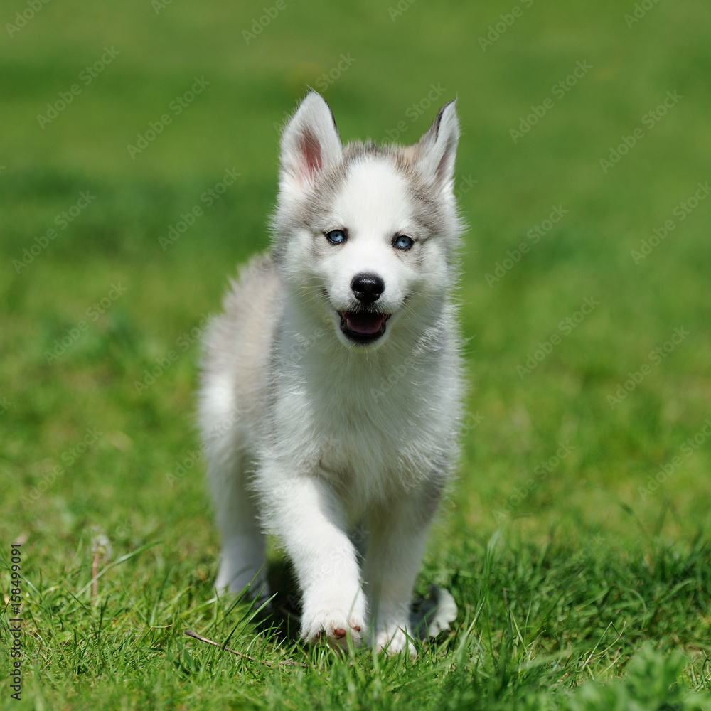 Cute little husky puppy