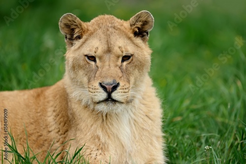 Lion in green grass © byrdyak