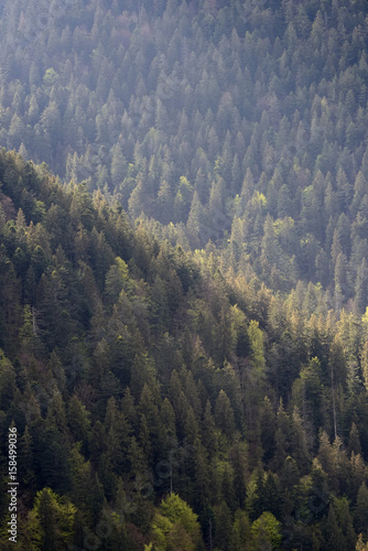 Background of forest with coniferous trees