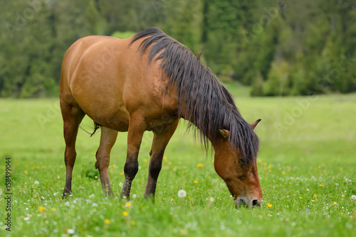 Horse on the pasture