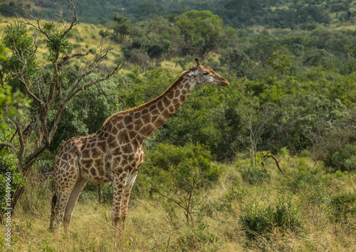 Giraffes at the woodland of the Hluhluwe iMfolozi Park