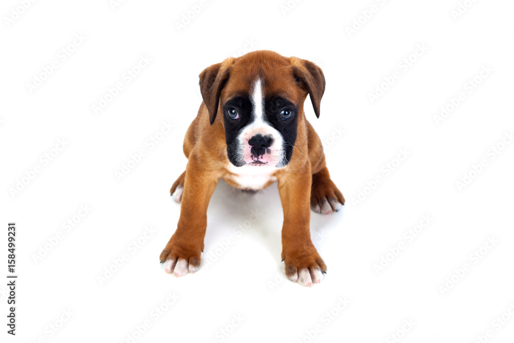 Adorable boxer puppy sitting