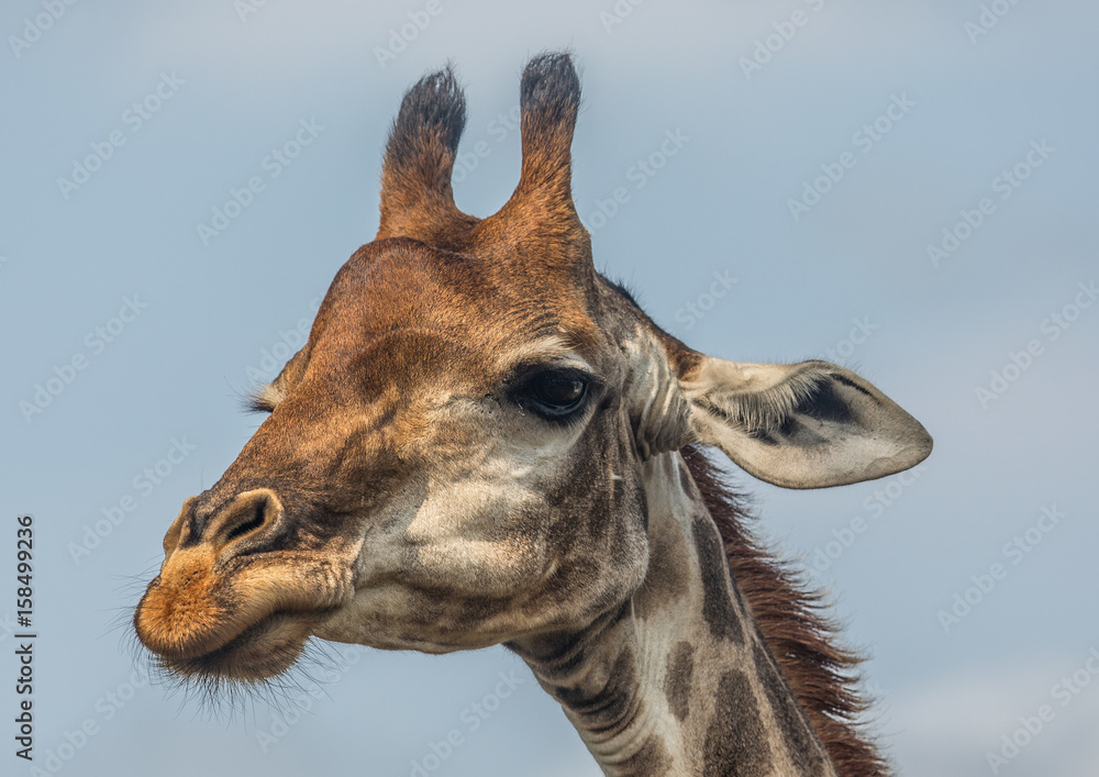 Fototapeta premium Giraffes at the woodland of the Hluhluwe iMfolozi Park