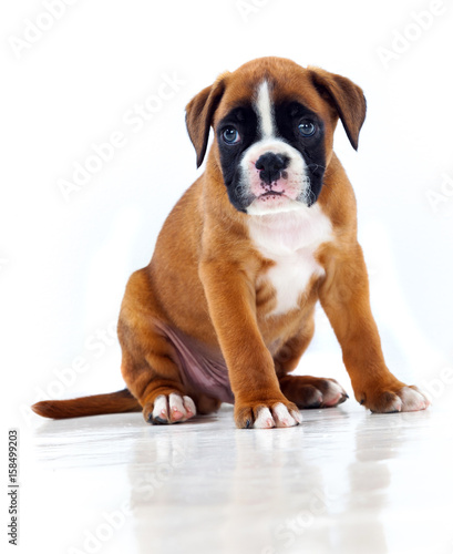 Adorable boxer puppy sitting