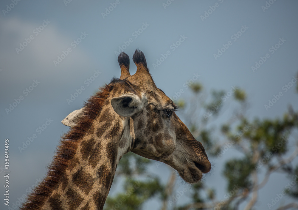 Fototapeta premium Giraffes at the woodland of the Hluhluwe iMfolozi Park