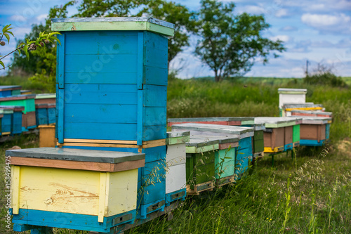 Hives in an apiary with bees flying to the landing boards in a green garden © Vadim