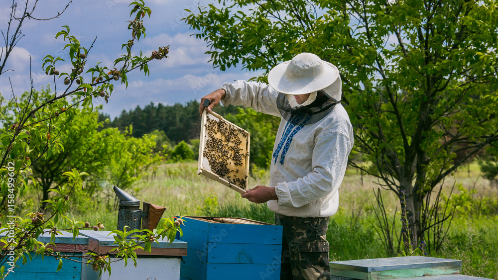 Beekeeper is working with bees and beehives on the apiary. Beekeeper on apiary. Beekeeper is working with bees and beehives on the apiary. Beekeeper on apiary.