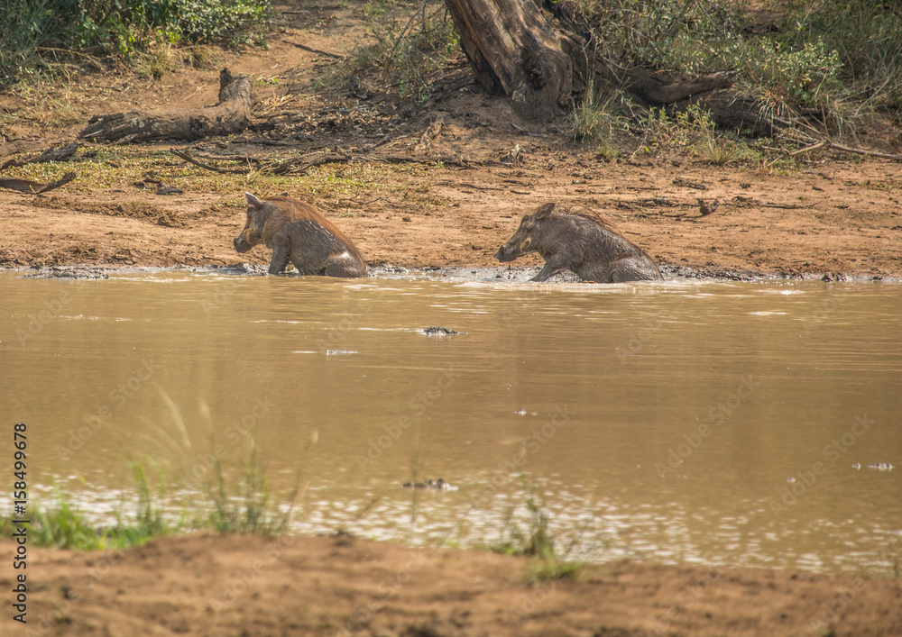 Warthog near a waterhole at the Hluhluwe iMfolozi Park Warthog near a waterhole at the Hluhluwe iMfolozi Park