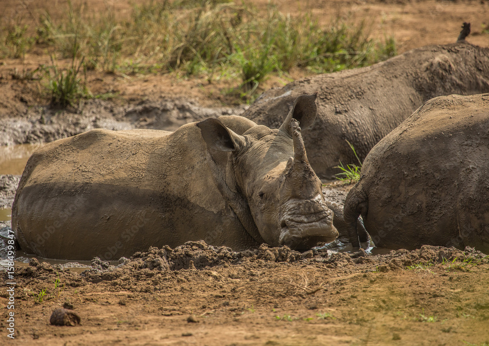 Obraz premium White rhinoceros laying in the mud near a waterhole at the Hluhluwe iMfolozi Park