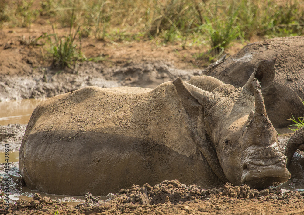 Fototapeta premium White rhinoceros laying in the mud near a waterhole at the Hluhluwe iMfolozi Park