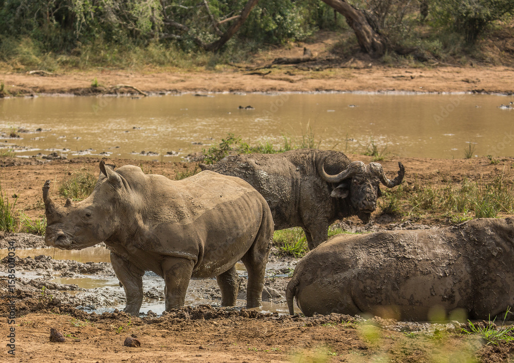 White rhinoceros laying in the mud near a waterhole at the Hluhluwe iMfolozi Park White rhinoceros laying in the mud near a waterhole at the Hluhluwe iMfolozi Park