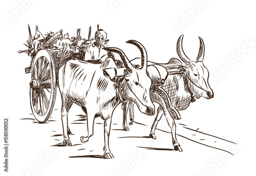 Obraz na płótnie Hand drawn sketch of bullock cart in vector illustration. w salonie