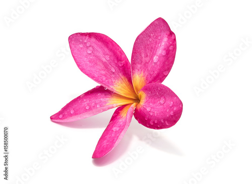 Red Plumeria flowers isolated on white background.