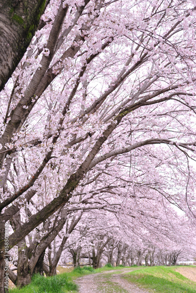 Obraz premium 桜並木の散歩道