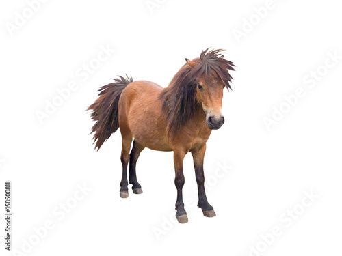 Fotótapéta Brown pony horse