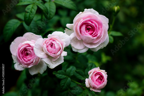 Beautiful pink roses in the garden, with shallow depth of field, selective focus.