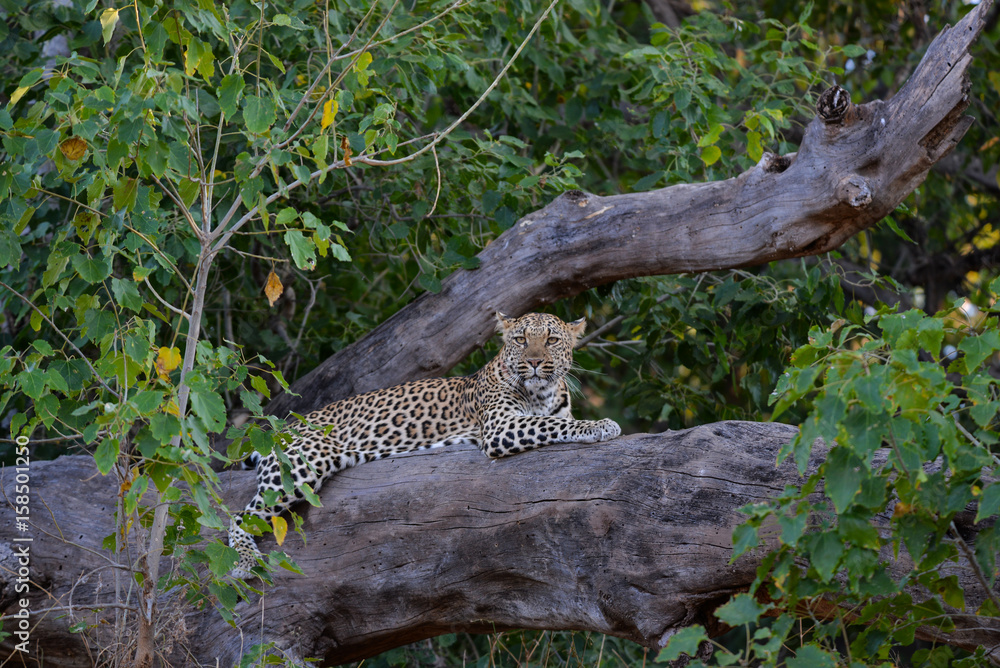 Obraz premium Leoperad