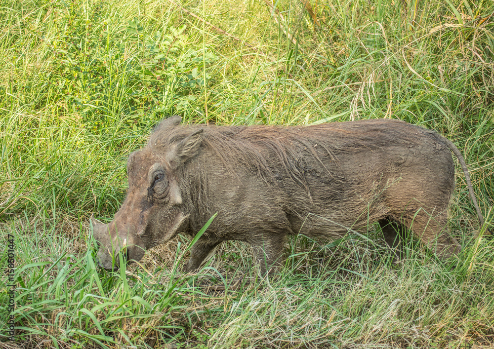Warthog in the grasslands of the Hluhluwe iMfolozi Park Warthog in the grasslands of the Hluhluwe iMfolozi Park