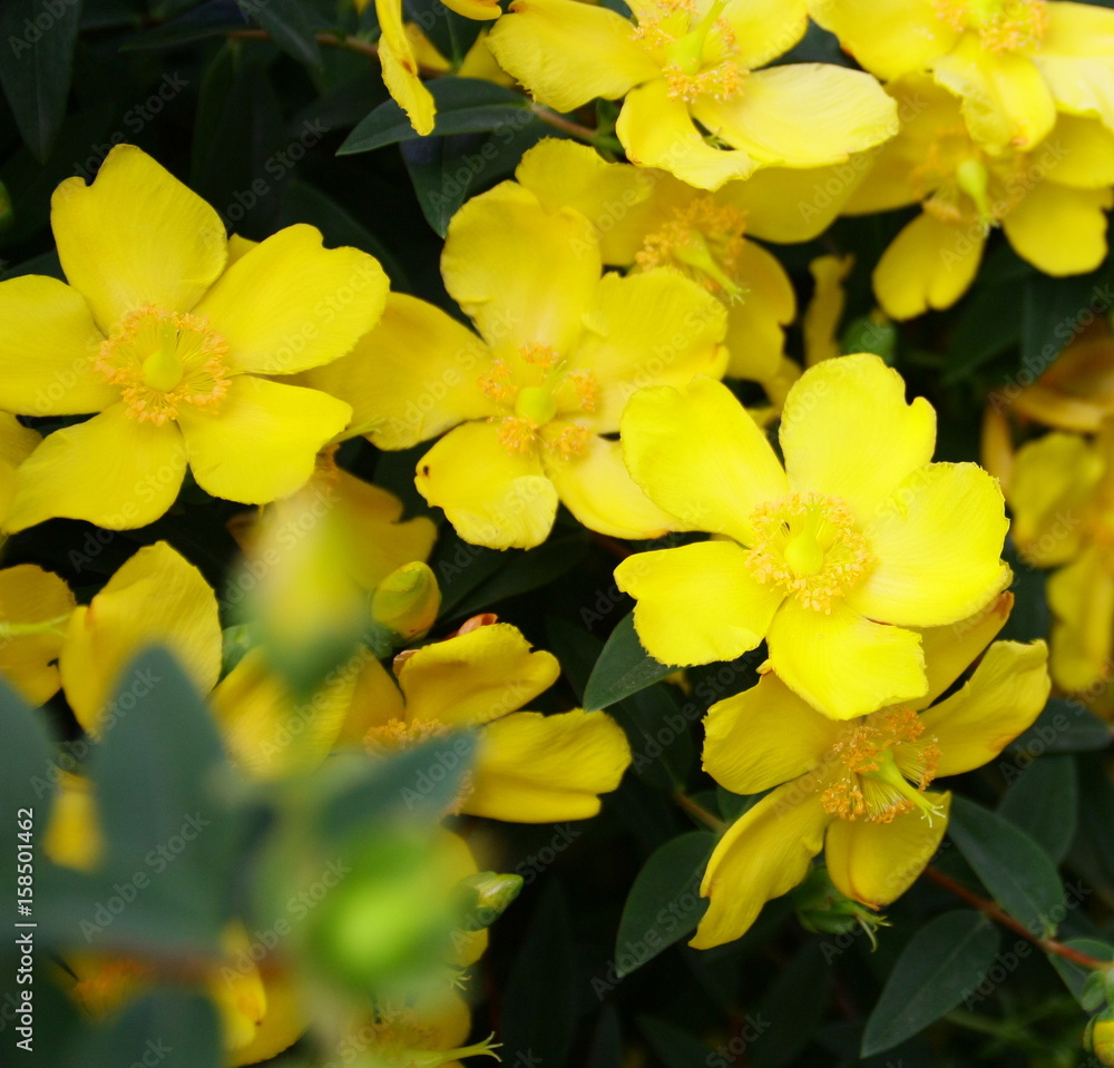 arbuste de millepertuis en fleurs jaunes,en été arbuste de millepertuis en fleurs jaunes,en été