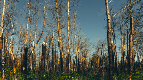 Setting sun shines on dead pine trees burnt in a forest fire concept consequences of forest fires