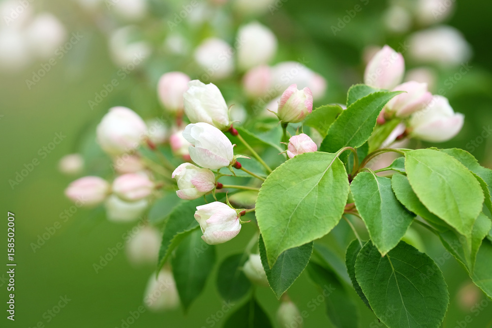 Blooming Apple tree. Background Blooming Apple tree. Background