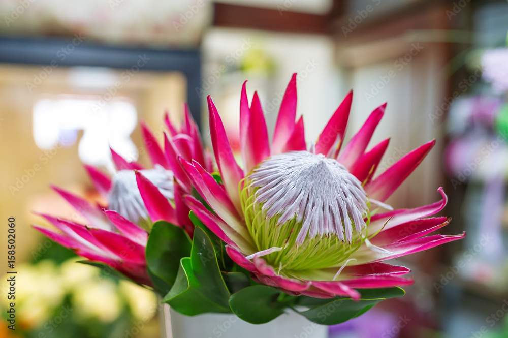 Protea flower closeup.