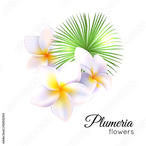 Tropical flowers plumeria, frangipani isolated on white background vector illustration