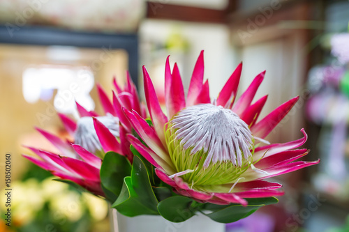 Obraz na płótnie Protea flower closeup. w salonie