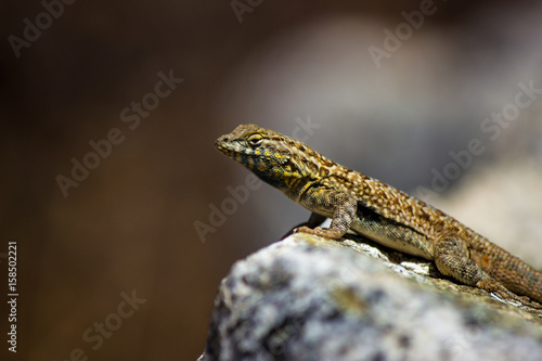 Common wall lizard posed on a rock