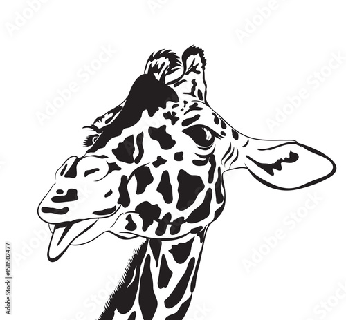 giraffe head. vector