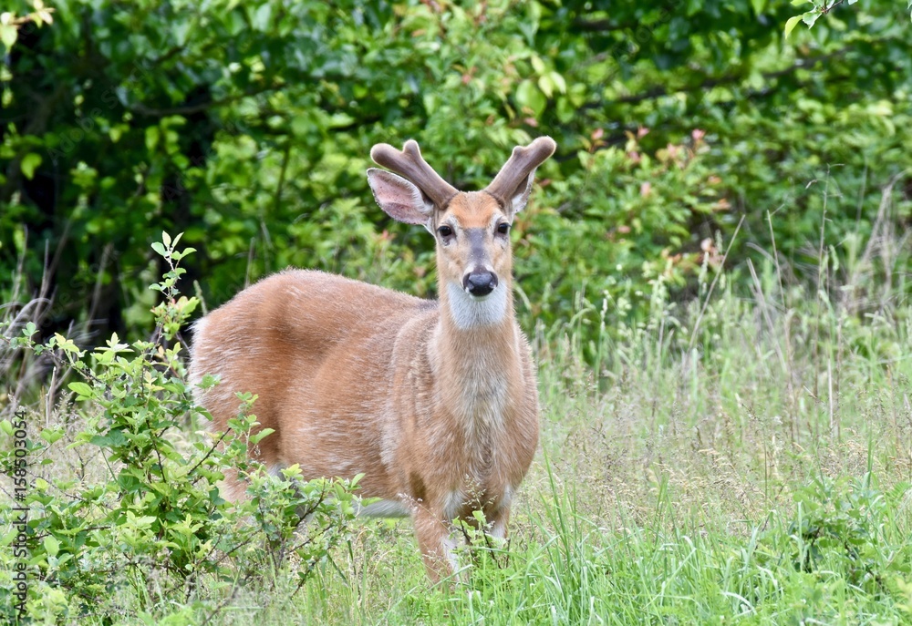White-tailed deer buck in velvet (Odocoileus virginianus) White-tailed deer buck in velvet (Odocoileus virginianus)