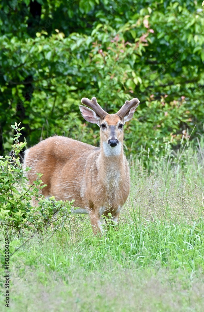 White-tailed deer buck in velvet (Odocoileus virginianus) White-tailed deer buck in velvet (Odocoileus virginianus)