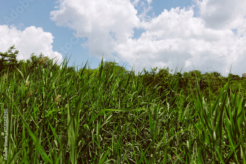 Green reed. Clouds and sky