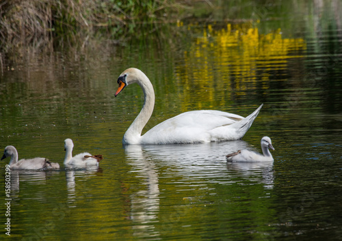 Two week old mute swan babies swimming together with their parents on a pond in the district of Buechenbach of the city of Erlangen